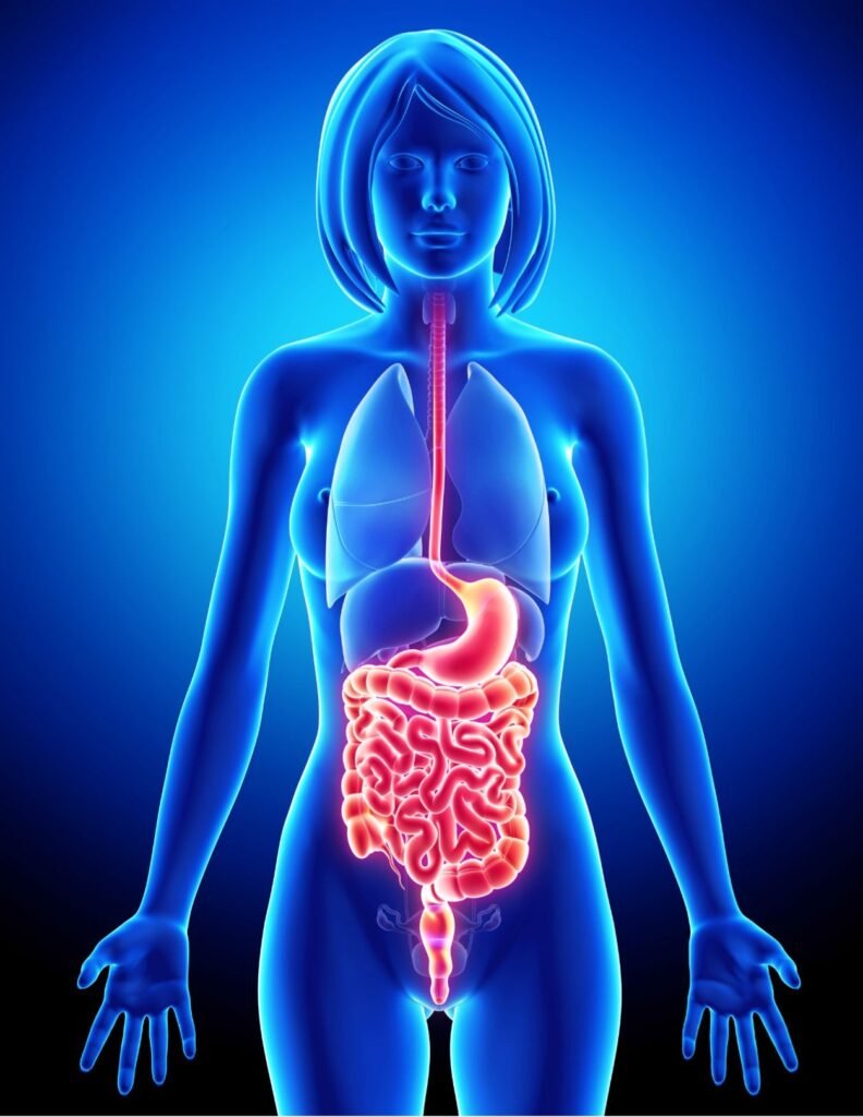 Gastrointestinal system and it microbiome