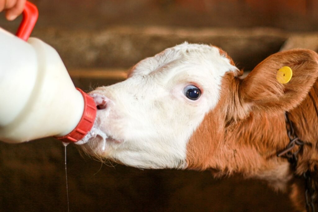 Cows Milk contributes to Rheumatoid arthritis and Inflammation in Spondyloarthropathies like Ankylosing Spondylitis