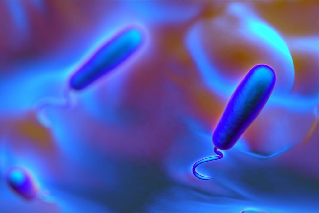 lipopolysaccharide and gram negative bacteria