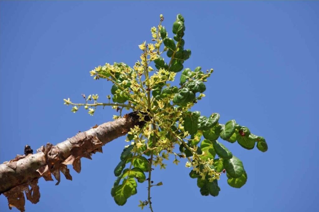 Boswellia / frankincense for Arthritis and Back Pain