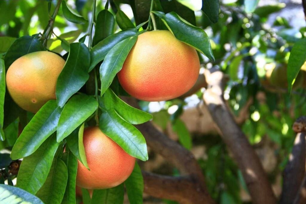 Grape Fruit Seed Extract and its effects on the microbiome of those with Inflammatory arthritis and back pain.