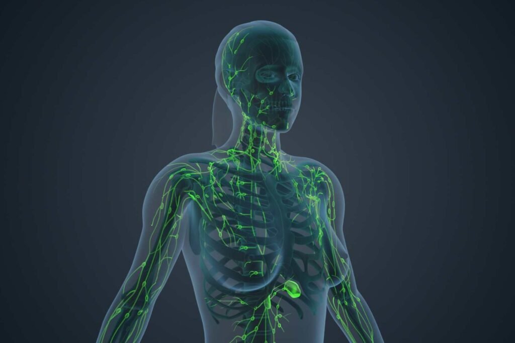Exercise stimulates the lymphatic system.