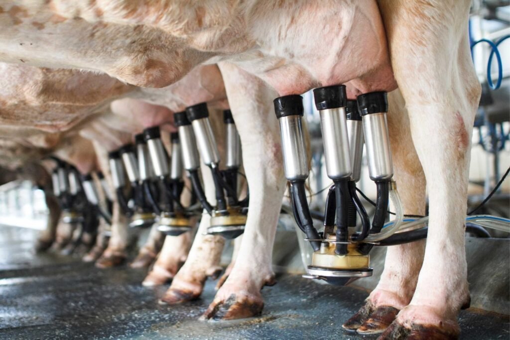 Dairy is associated with significantly increased rates of inflammatory arthritis