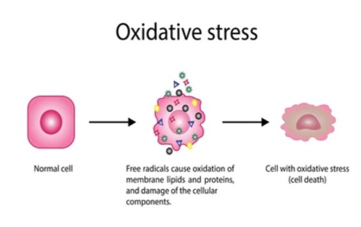 Oxidative stress fuels inflammation and harms nearly every system in the body