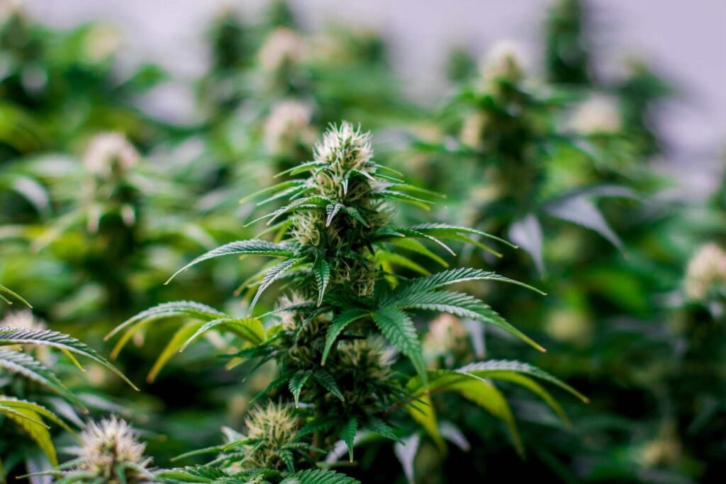 Cannabis for inflammation and arthritis pain