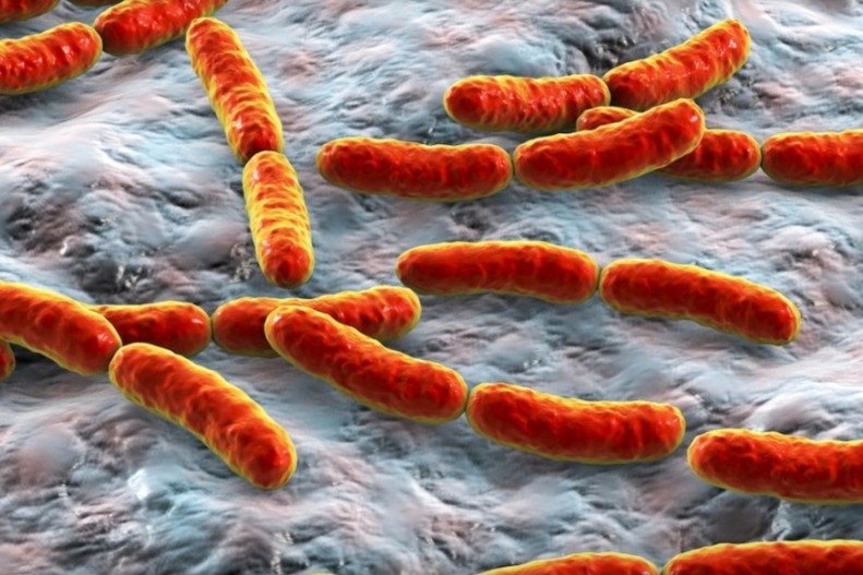 Collinsella aerofaciens is a gut commensal that often becomes overrepresented in early rheumatoid Arthritis