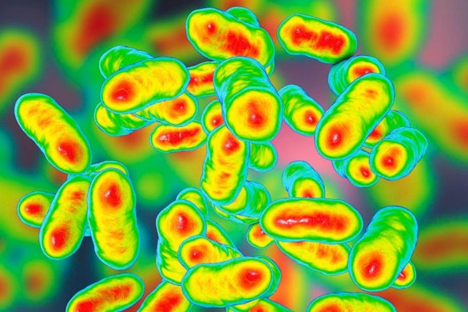 Prevotella copri, Inflammation and Arthritis