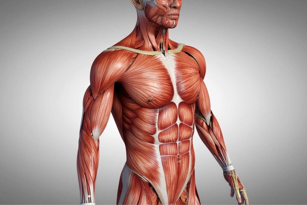 Effects of inflammation on the Musculoskeletal System