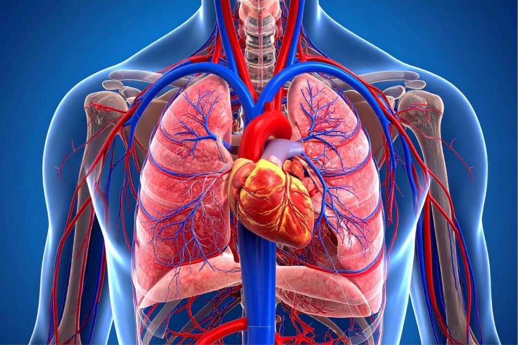 The vascular and microcirculatory system