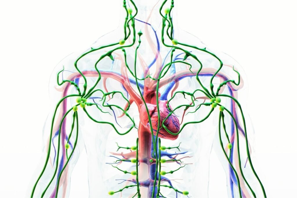 The lymphatic system and immune regulation